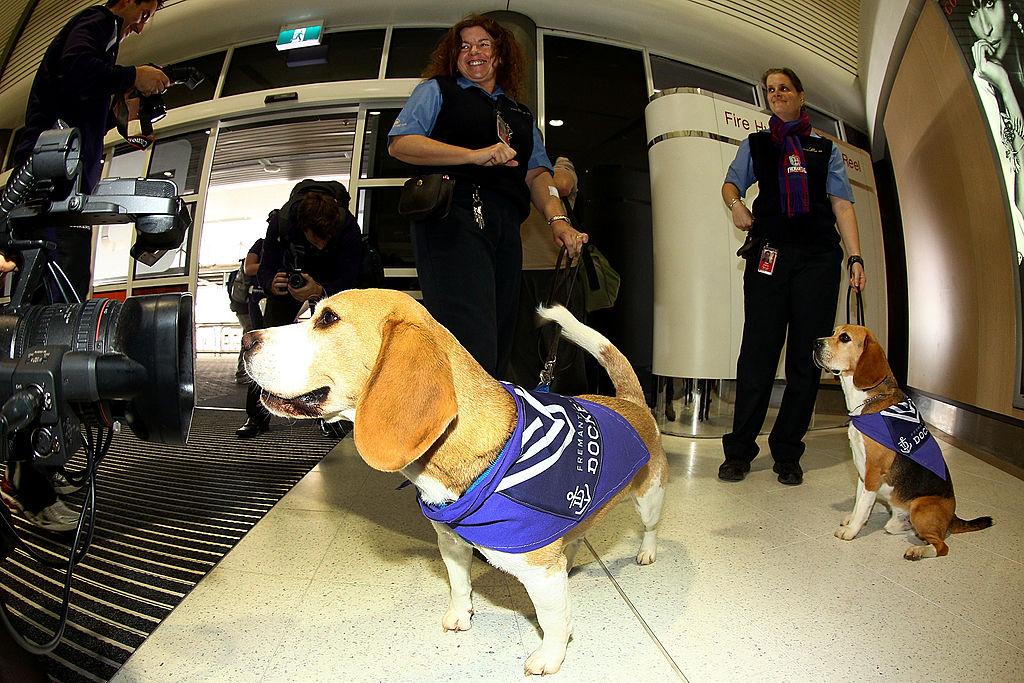 Sniffer-Dogs Being Trained to Operate in Australian Airports for COVID Defence