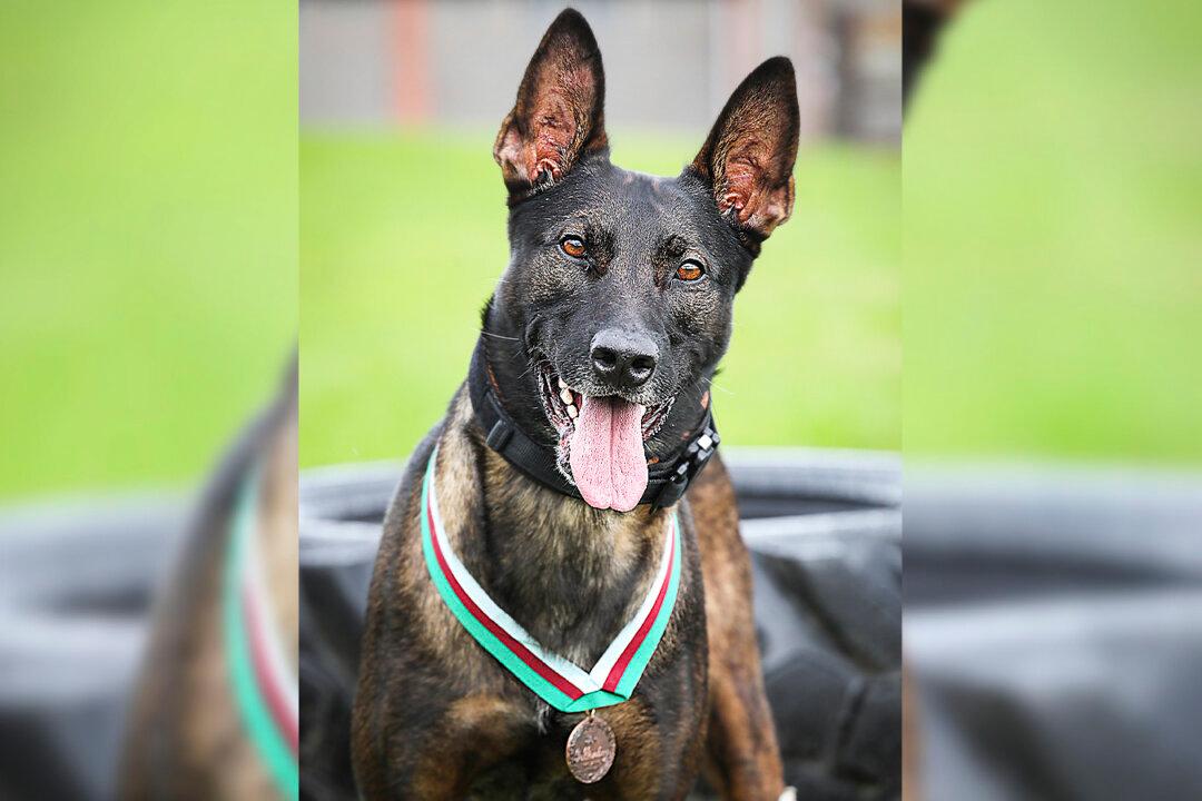 British Special Forces K9 Receives Medal of Valor for Taking On Al-Qaeda Insurgents During Ambush