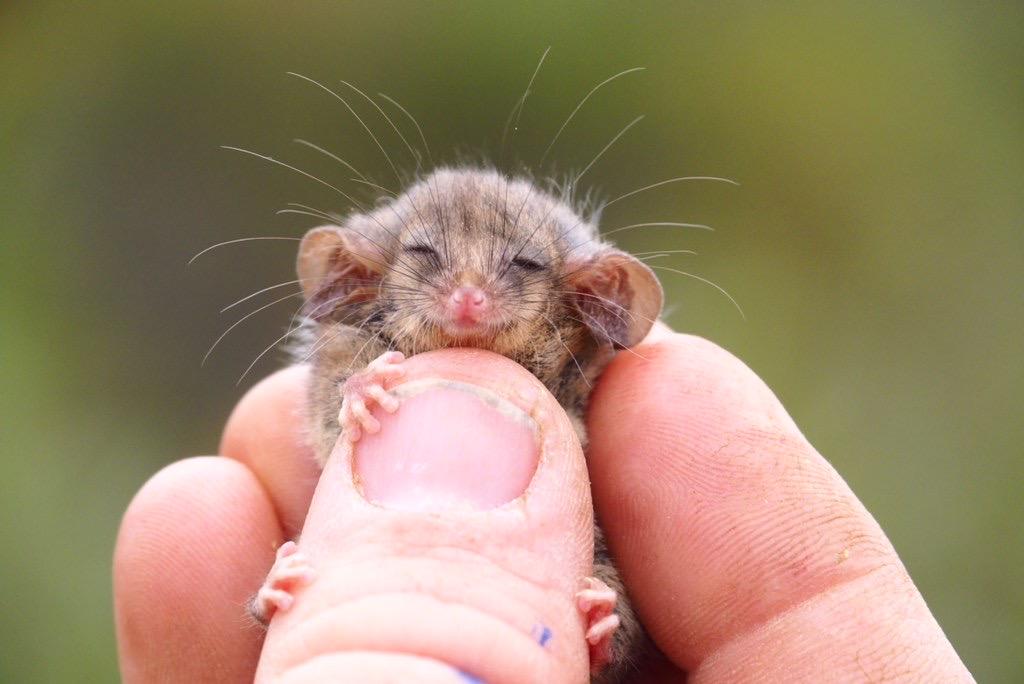World’s Smallest Pygmy Possum Discovered One Year After Bushfires