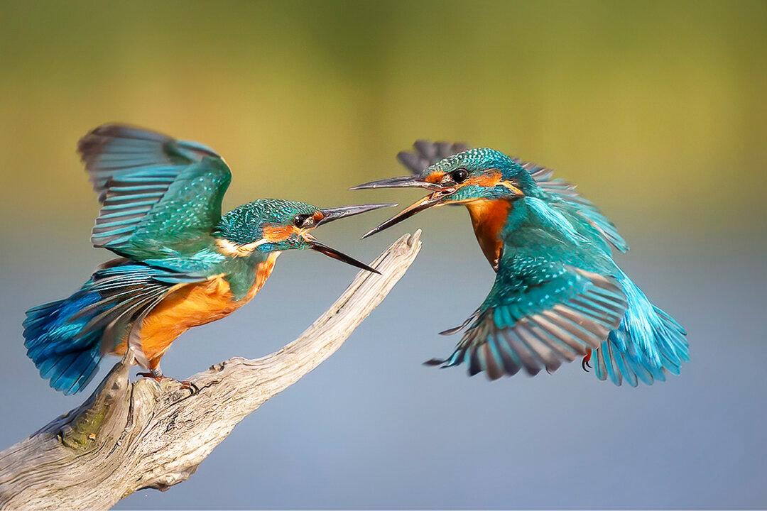 Stunning Photo of Kingfishers in Flight Wins Sussex Wildlife Trust Photo Calendar Competition