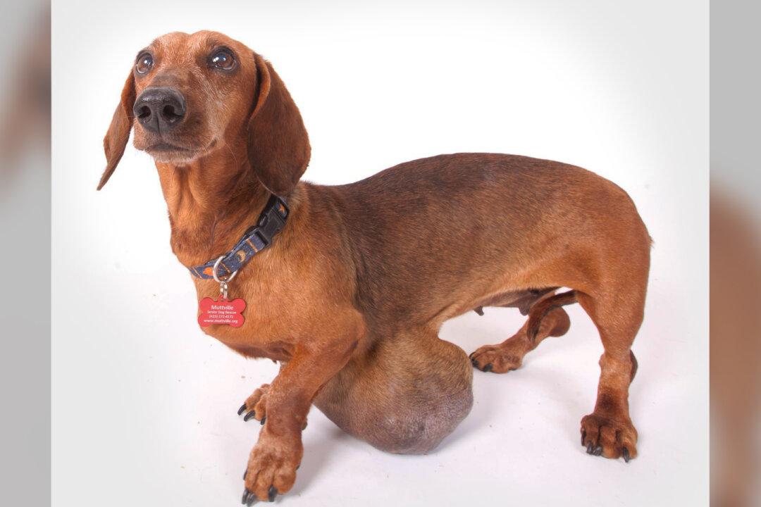 Dog With Melon-Sized Tumor Almost Put Down by Owners, Thrives After Surgery