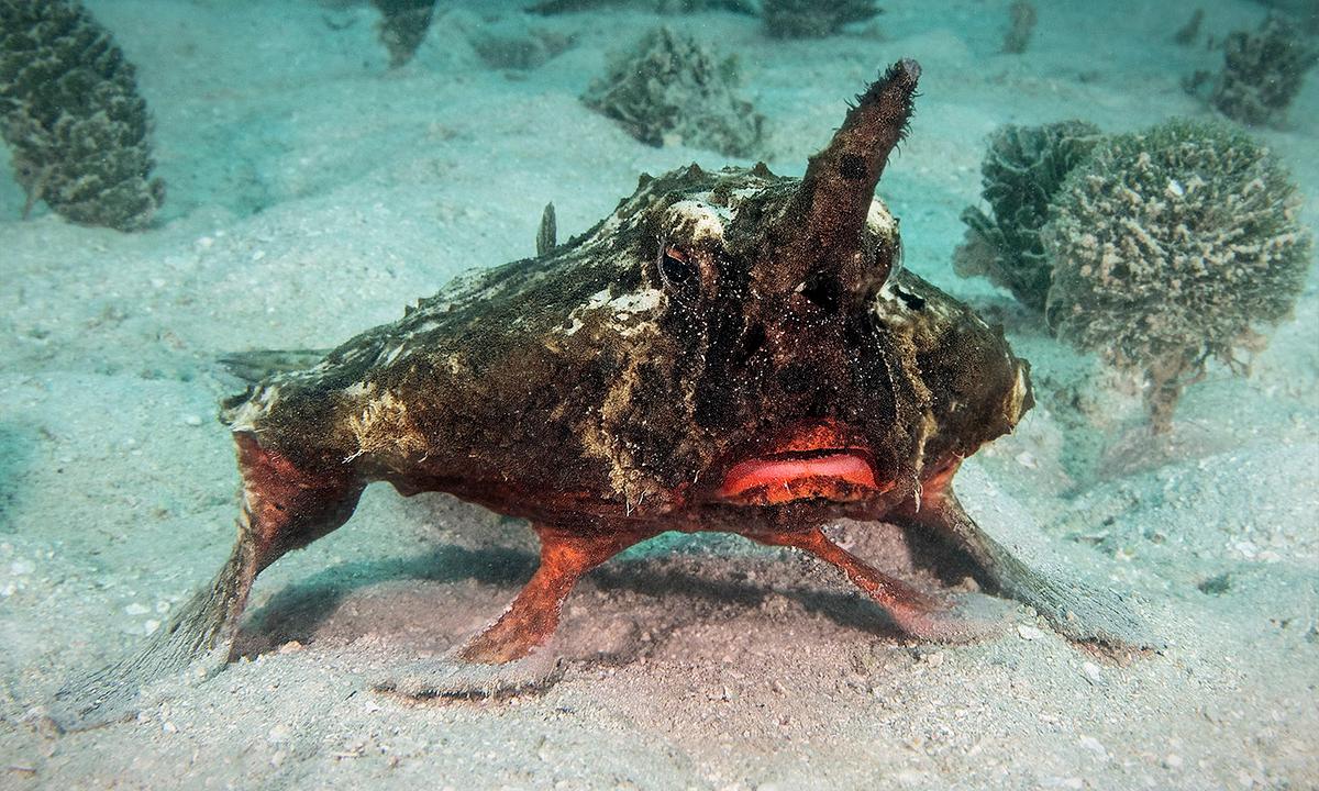 Diver Records Strange Shortnose Batfish ‘Walking’ With Its Fins Along Ocean Floor in Caribbean