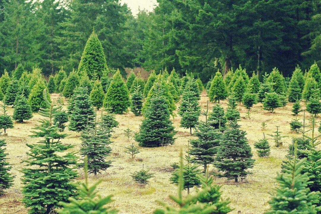 Family-Owned Christmas Tree Farm Closing After 6 Decades in Brea