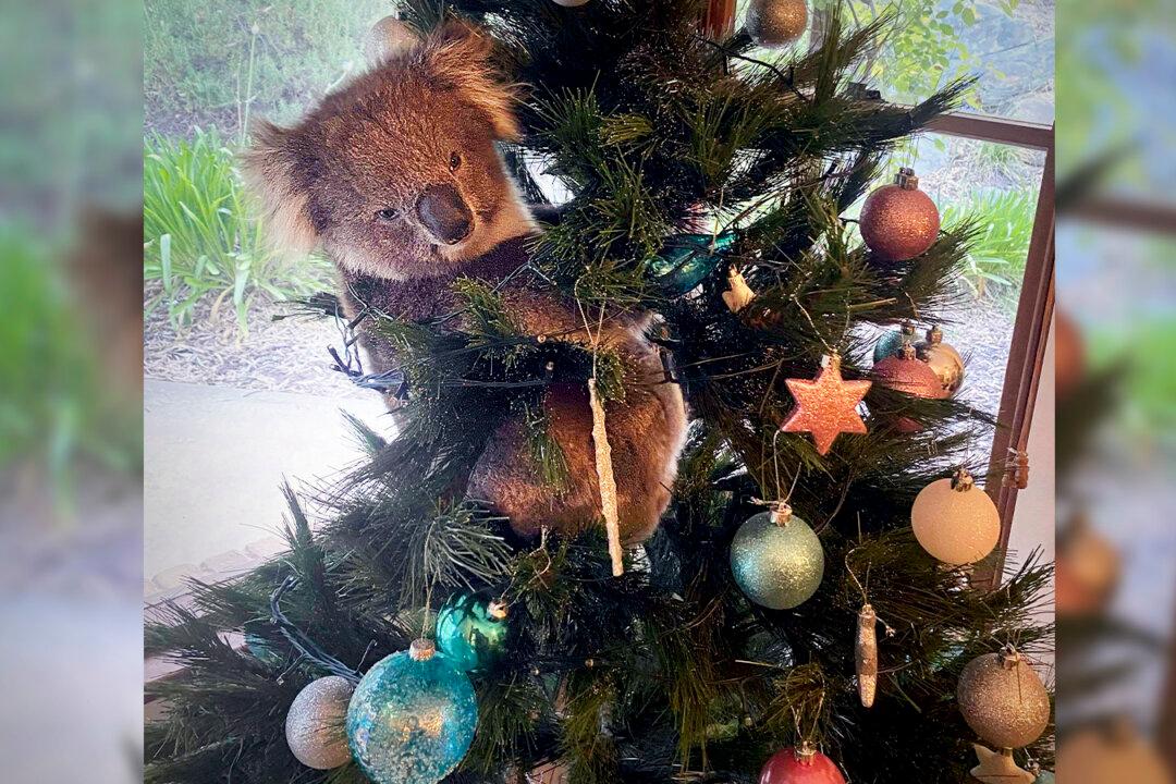 Australian Woman Discovers Wayward Koala Hanging Out in Her Christmas Tree, Snaps Photo