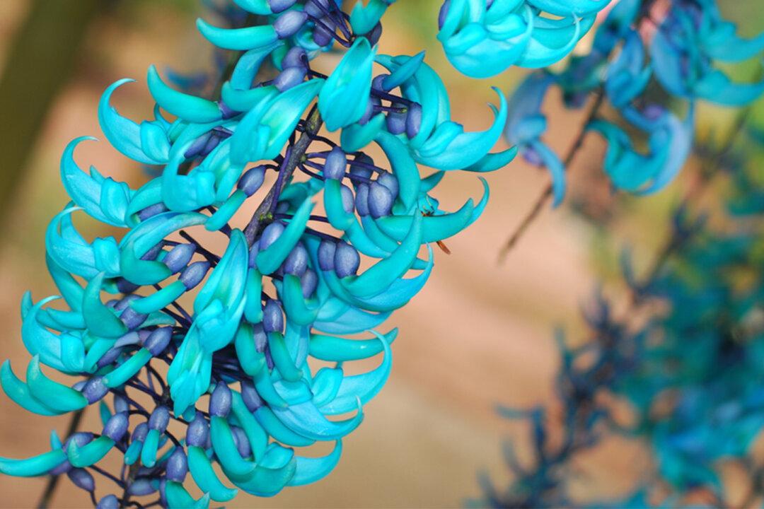 Jade Vine: An Exotic Heavenly Decoration Your Garden Has Been Looking For