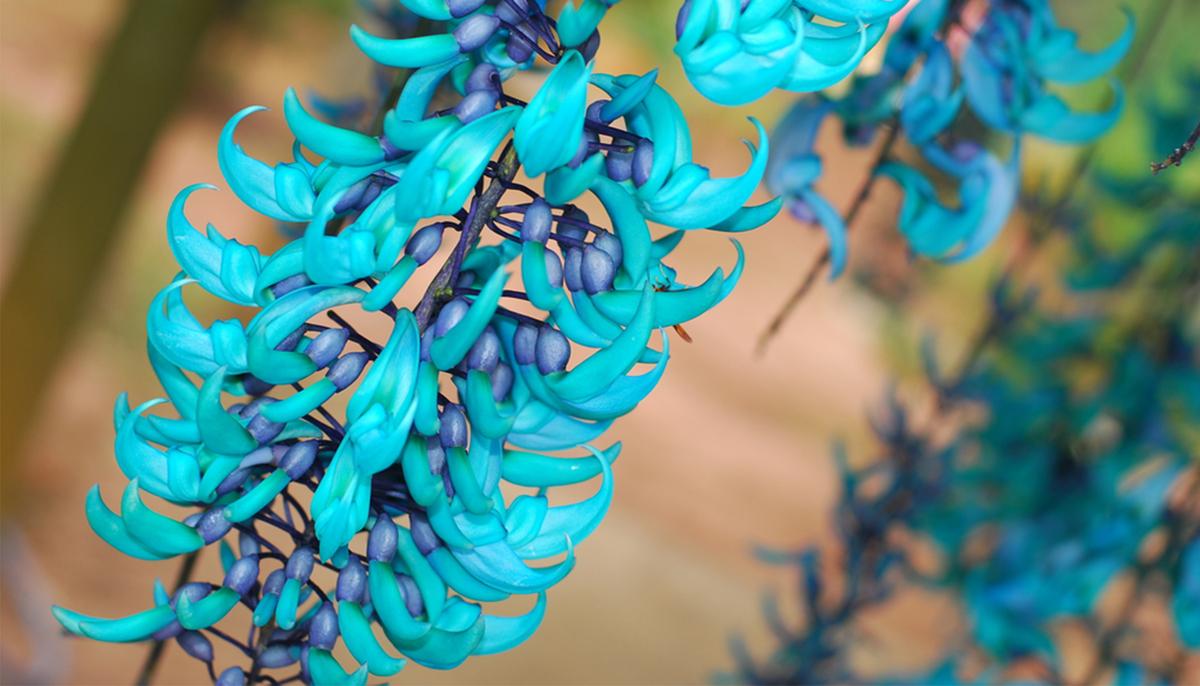 Jade Vine: An Exotic Heavenly Decoration Your Garden Has Been Looking For