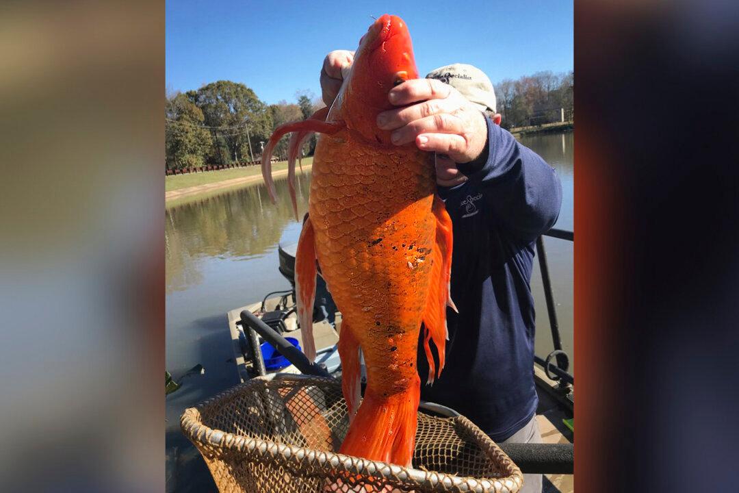 Park Workers Net Massive 9lb Goldfish From South Carolina Lake
