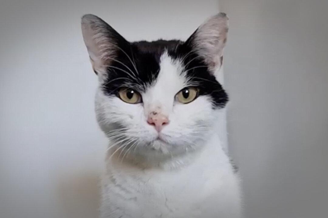 Stray Cat That Was Near Death Ate Rubber to Survive, Gets Rescued in Dire Condition