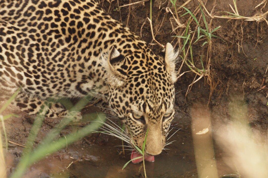 A Kenya Safari: The Trip of a Lifetime