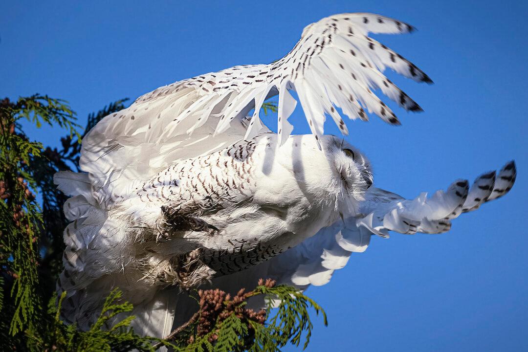 Photographer Captures Stunning Images of Snowy Owl in Washington in Once-in-a-Lifetime Moment