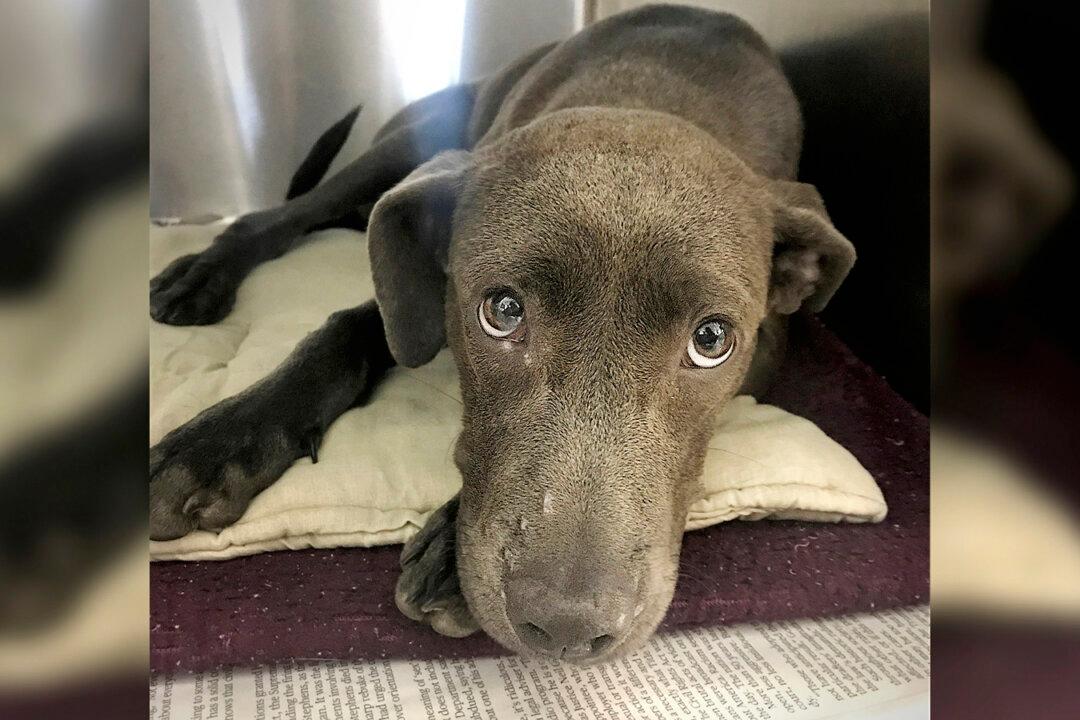 Puppy Found With 70 Shotgun Pellets Lodged in Her Body, Recovering Thanks to Humane Society