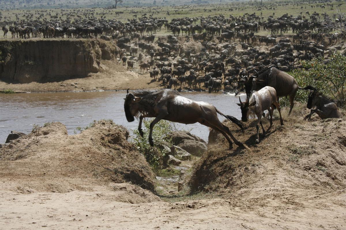 Dream Trips: African Safaris in Kenya and Zambia