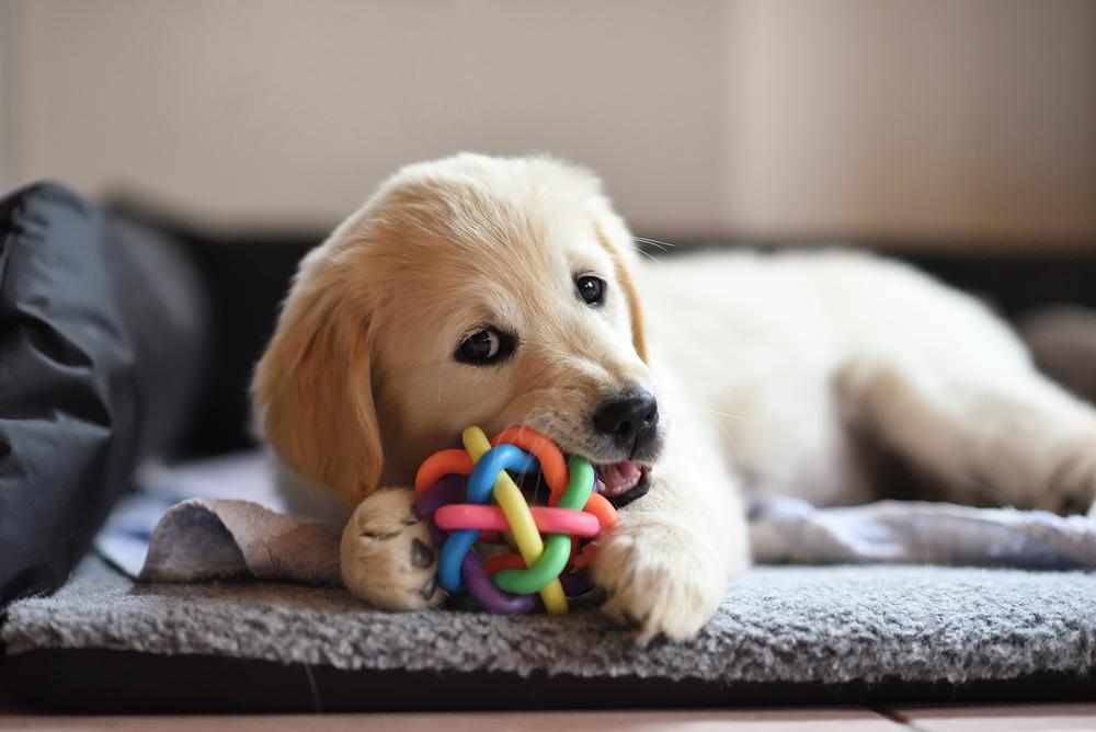 Ask the Vet: Don’t Give a Dog a Bone for Christmas