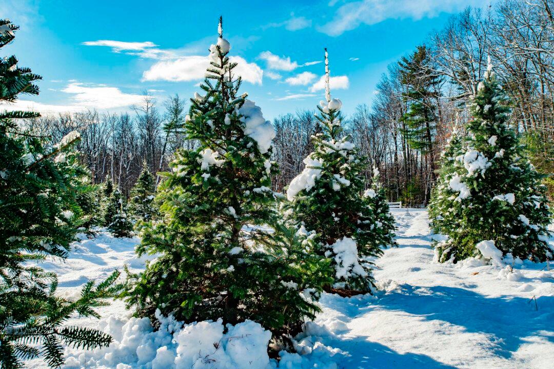 ‘Significant’ Mid-Atlantic Winter Storm May Result in Travel Disruptions and Power Outages: NWS