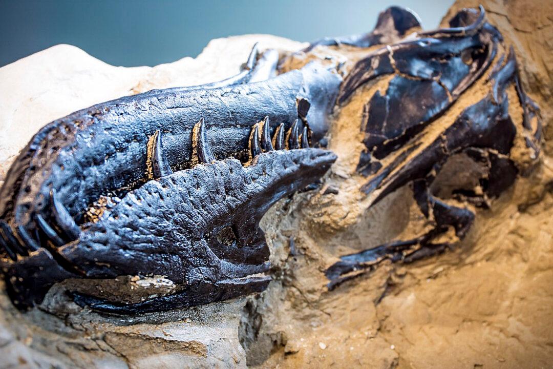 Archeologists Unearth Fossils of T-rex and Triceratops Locked in Battle in Montana