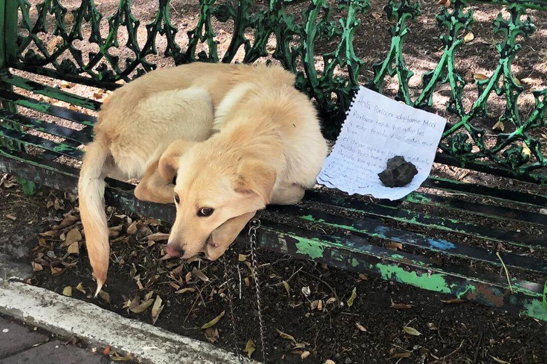 Abused, Mistreated Dog Left on Bench With Heartbreaking Note: ‘Please Adopt Me’