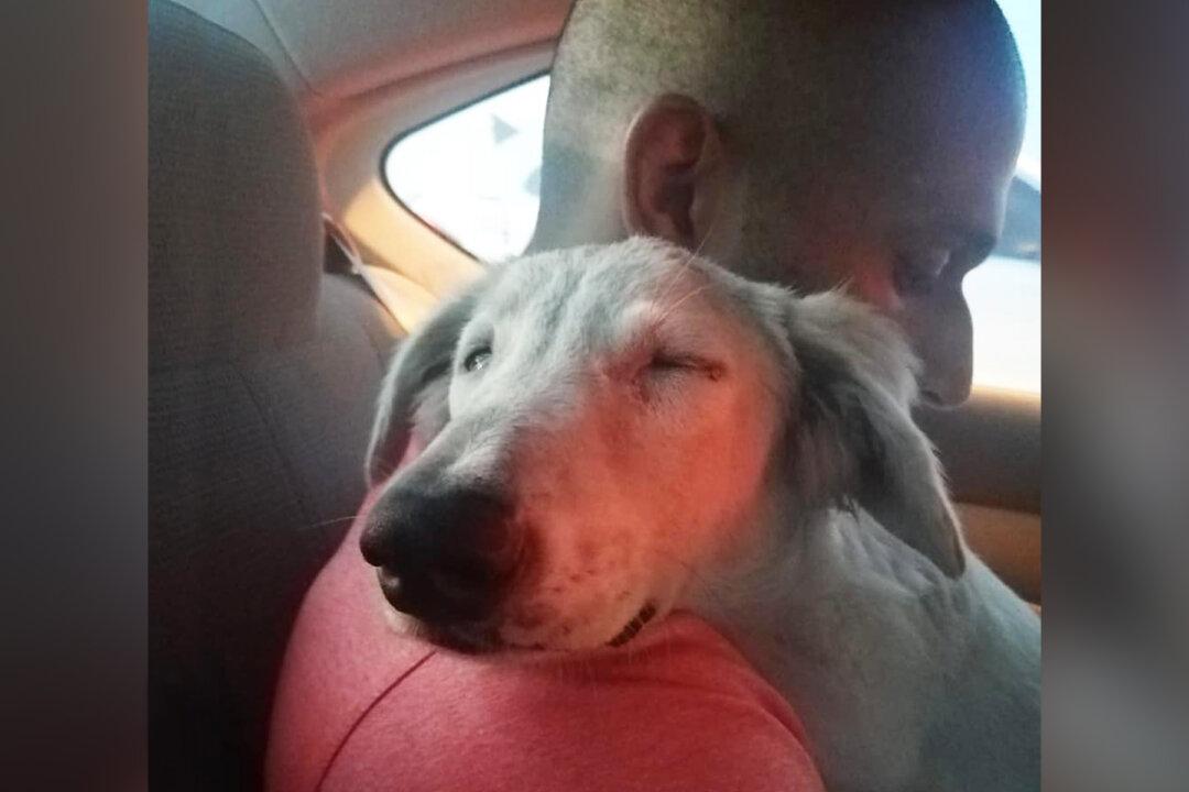 Man Stops to Check on a Dirt-Covered Stray Dog, Two Years Later the Pair Are Best Buddies