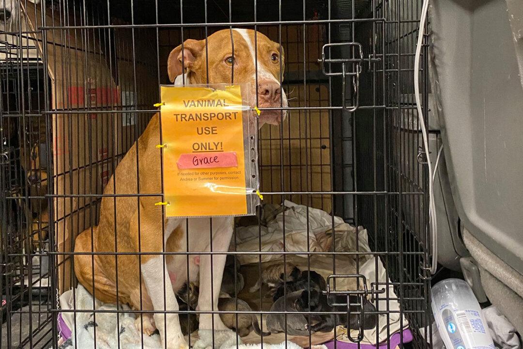 Dog in Transit to Minnesota Rescue Gives Birth to 14 Puppies Across Multiple States
