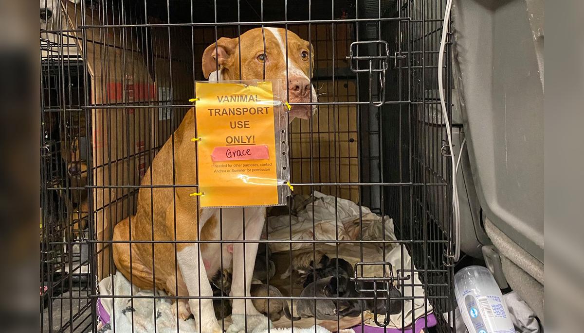 Dog in Transit to Minnesota Rescue Gives Birth to 14 Puppies Across Multiple States