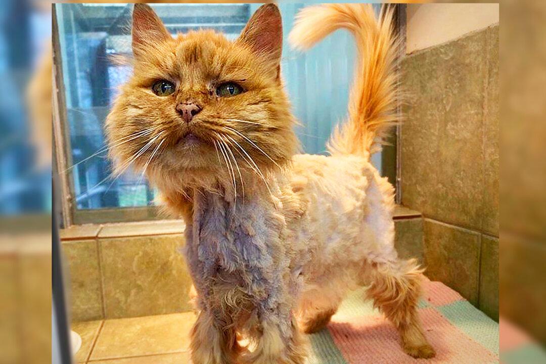 Emaciated Cat Thrown Into a River Was Drowning–Until Anonymous Dog Walker Rescued Her