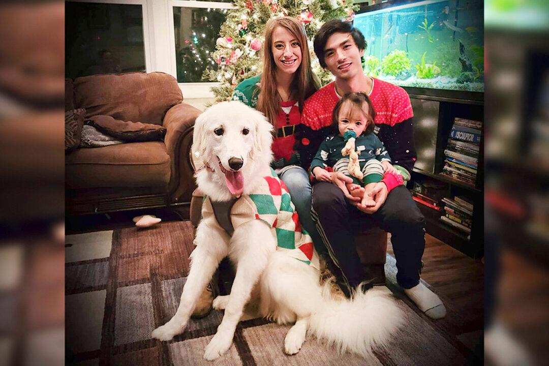 Puppy Acting Strange Sniffs Out Electrical Fire Behind the Wall, Saves Whole Family’s Lives