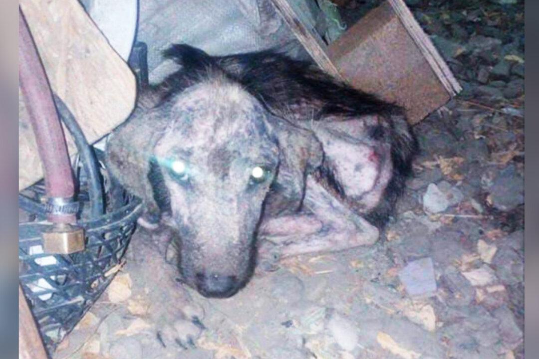 Dog Rescued From Near-Death on the Road to Recovery Is Now a Friend to Elderly Pensioner