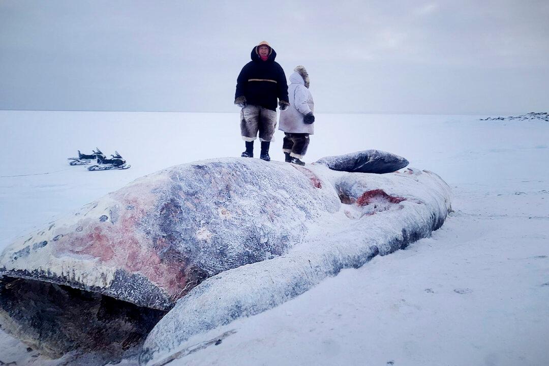 Nunavut Seal Hunters Stumble on Frozen Beached Bowhead Whale Carcass in the Ice