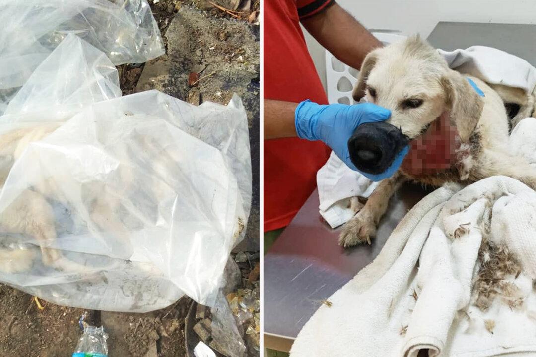 Driver Sees Critically Injured Dog Dumped in Plastic Bag by 3 Men, Calls Rescuers