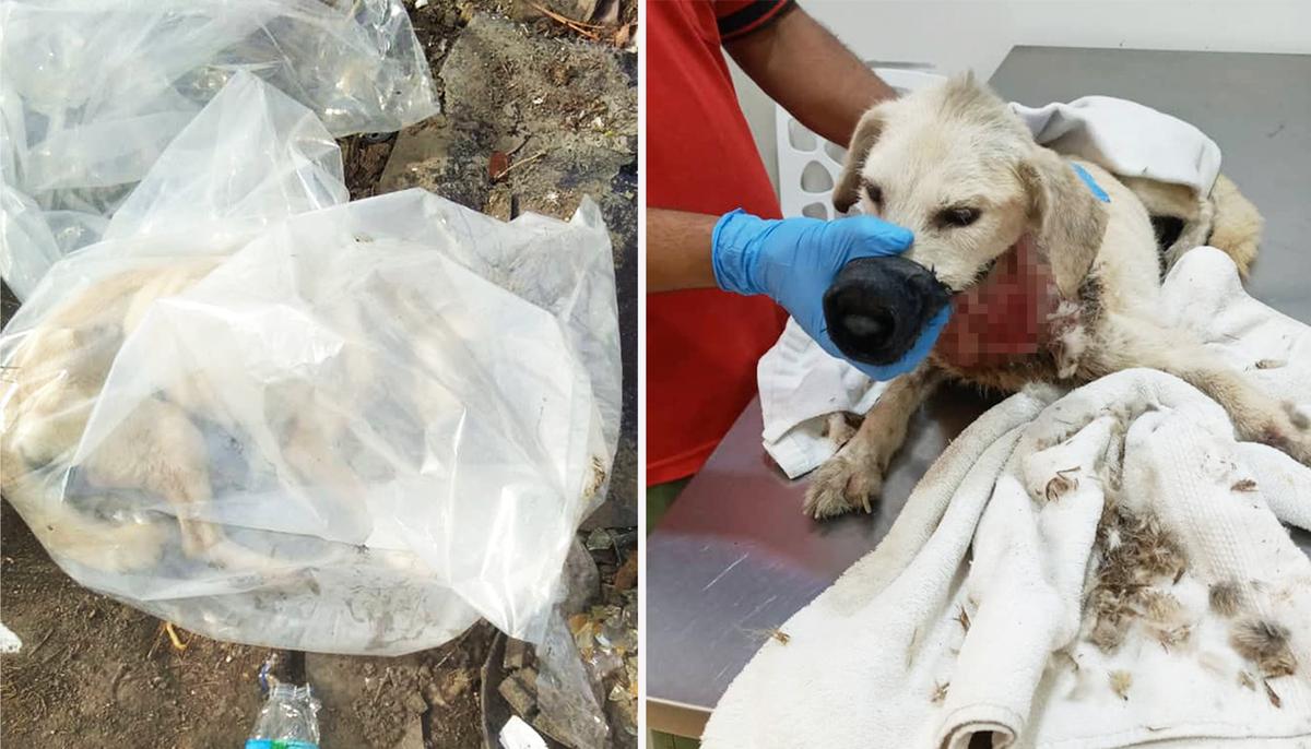 Driver Sees Critically Injured Dog Dumped in Plastic Bag by 3 Men, Calls Rescuers