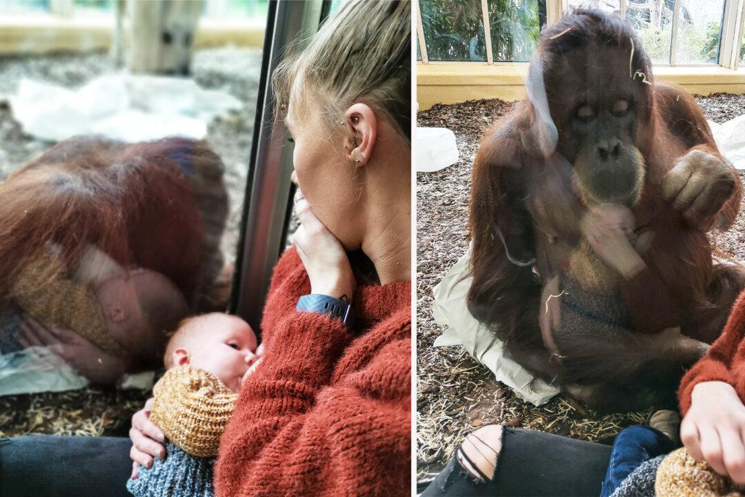 Mom Shares Emotional Moment an Orangutan That Suffered Stillbirth Watches Her Breastfeed Son