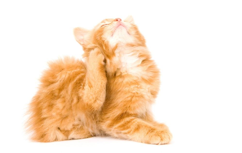 Ask the Vet: Ear Mites Contagious to Pets, Not People