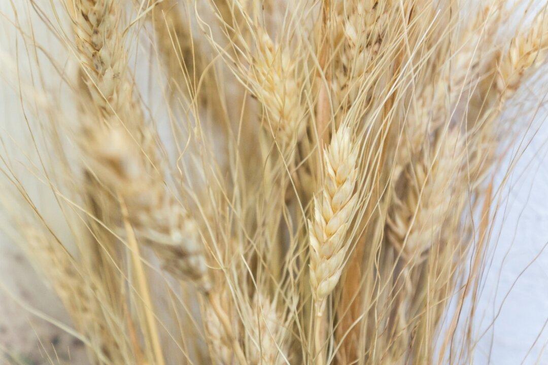 Kamut Pasta: Ancient Wheat, Cold Air, Perfect Pasta