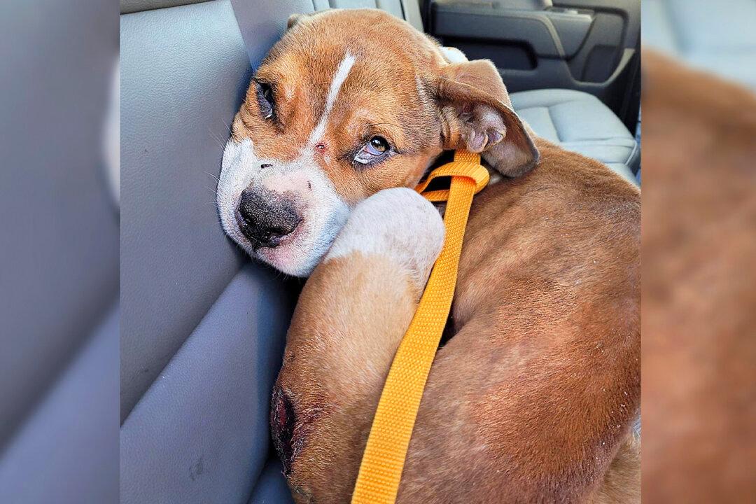 Police Officer Rescues 6-Month-Old Abused Puppy From Horrific Home, Decides to Adopt Him in Time for Christmas