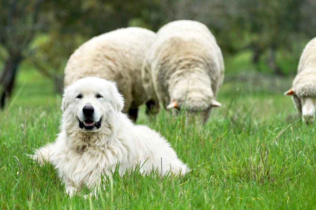 Giant Sheep Dogs to Protect Endangered Bandicoots