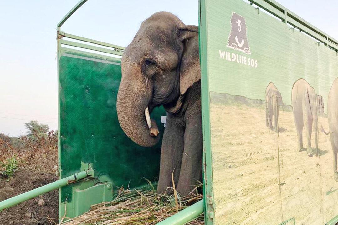 Elephant That Begged for 40 Years With Spiked Chains Tied Around Legs Is Finally Free
