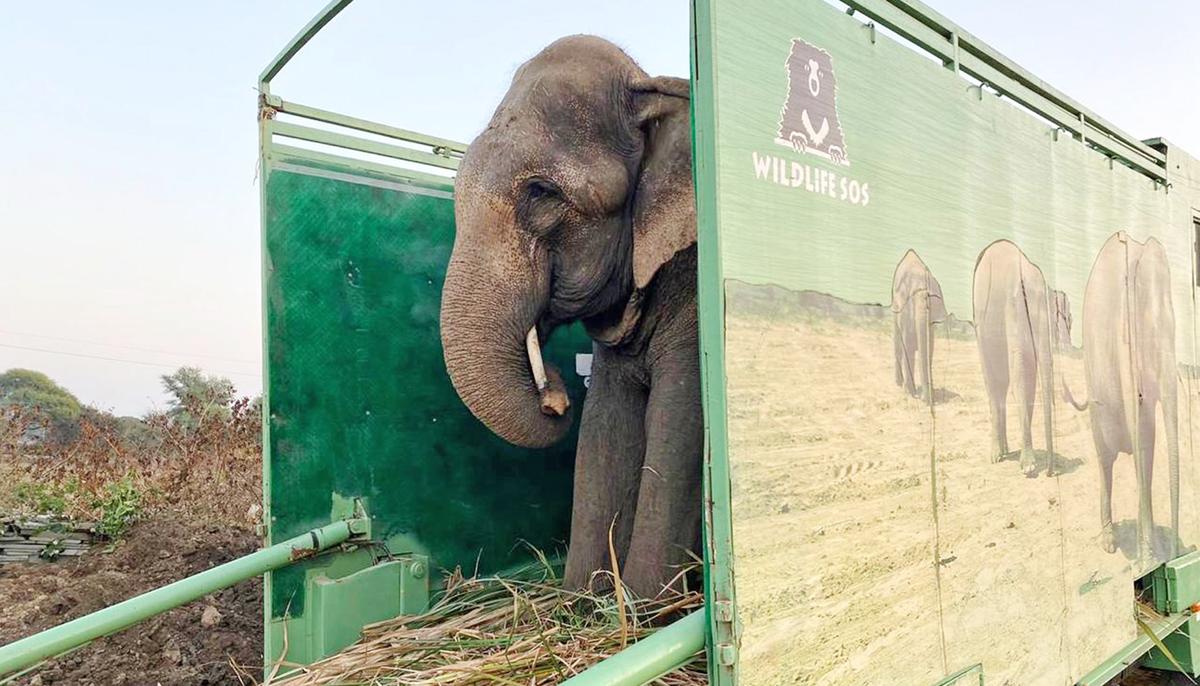 Elephant That Begged for 40 Years With Spiked Chains Tied Around Legs Is Finally Free