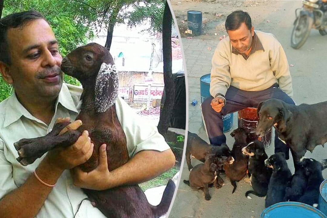 Man Dedicates His Life to Help Animals in Need, Has Rescued Over 900 of Them