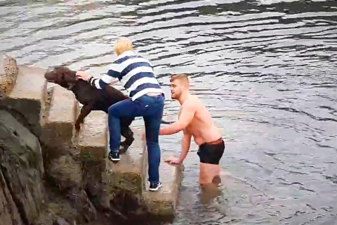 Rugby Player Plunges Into Freezing Water to Rescue Lab Caught in Mooring Lines in Ireland