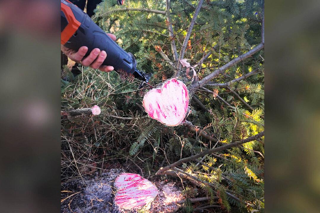 Late Wife Sends ‘Sign’ to Surviving Husband With Heart-Shaped Christmas Tree Trunk