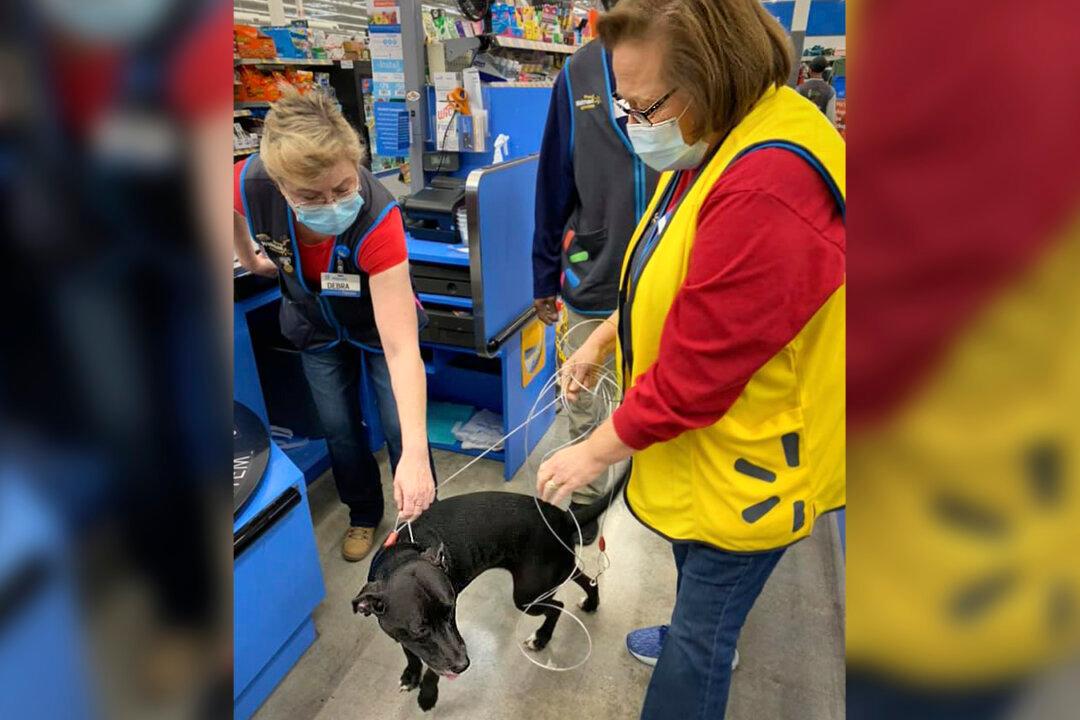 Reunion at Walmart: Dog Lost for 3 Weeks Wanders Into Store to Find Owner at Work