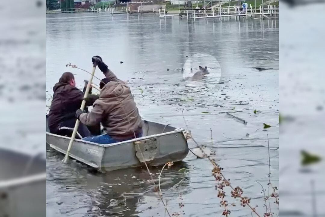 A Group of Good Samaritans Rescue a Struggling Deer From an Icy Lake in a Rowboat