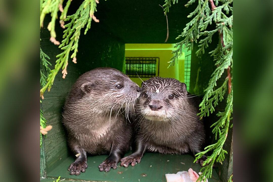 Sea Life Animals Find Their ‘Significant Otter’ Thanks to Dating Site for Lonely Animals