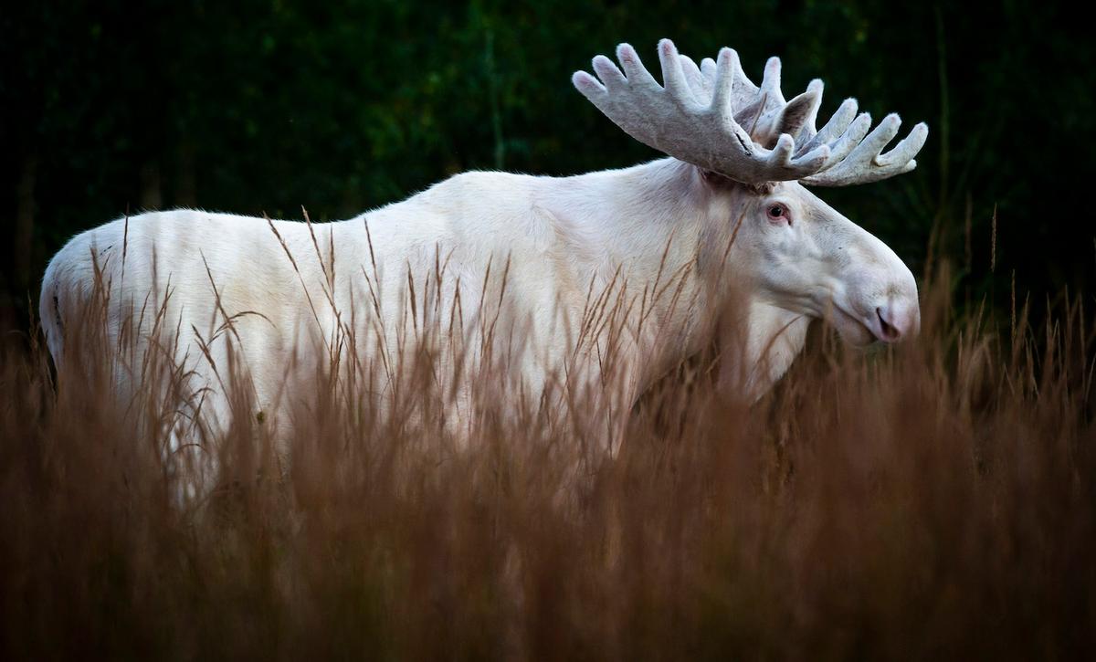The rare moose that Roger captured in a series of photos has white fur; however, the eyes and horns of the animal are brown in color, just like any other ordinary moose. (Caters News)
