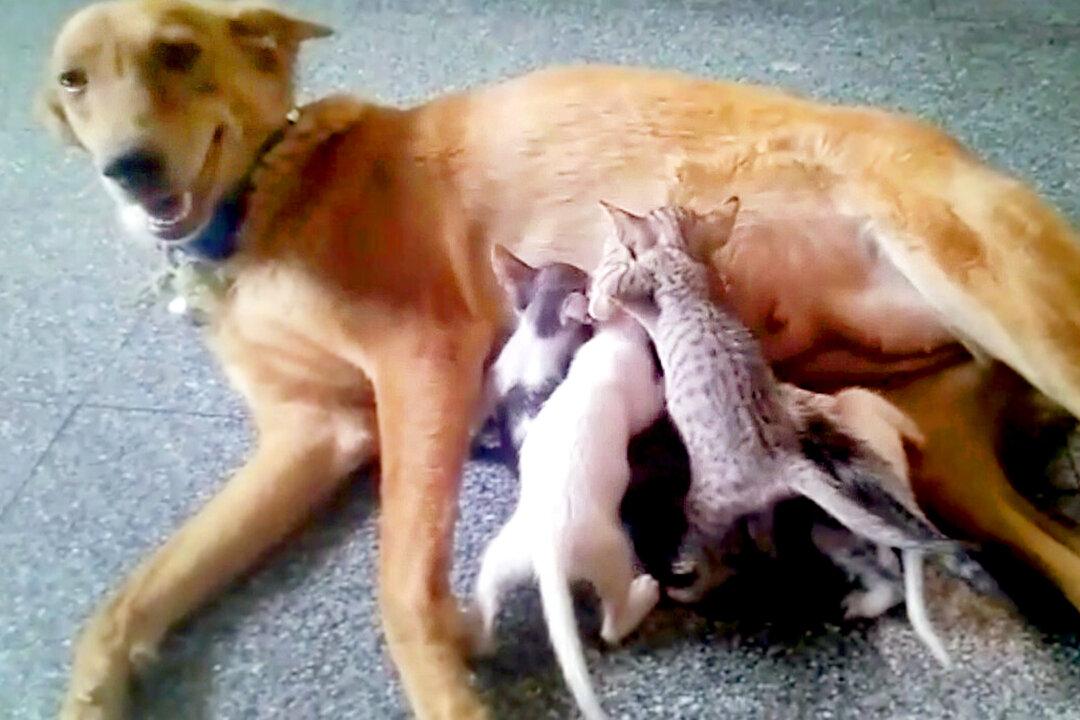 Mother Dog ‘Adopts’ Litter of 5 Kittens in Need After Their Mom Goes Missing
