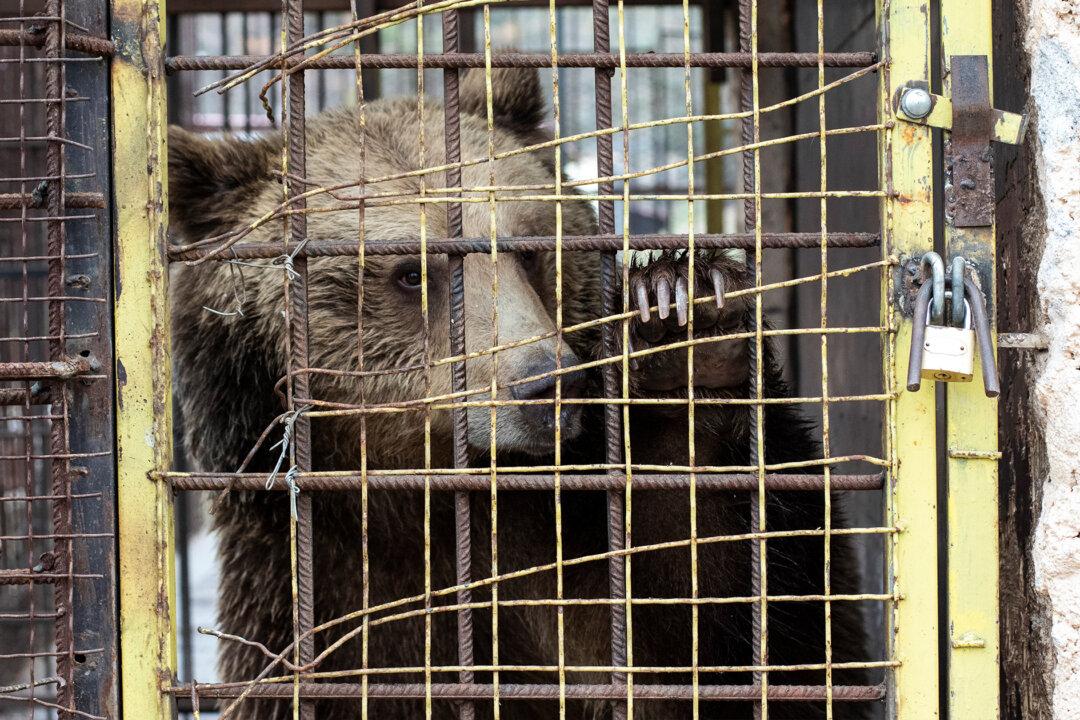 Bear That Was Kept Illegally in a Small Rusty Cage for 3 Years at a Zoo Gets a New Home