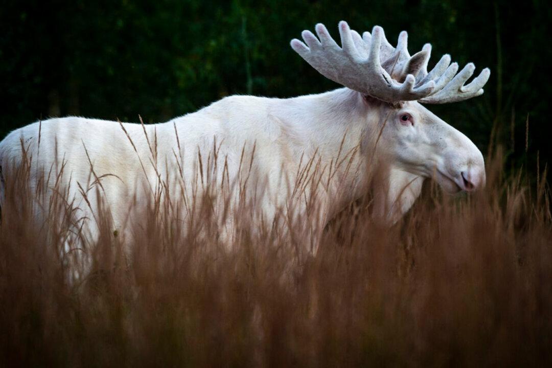Wildlife Photographer Captures Stunning Images of a Rare White Moose in Swedish Forests