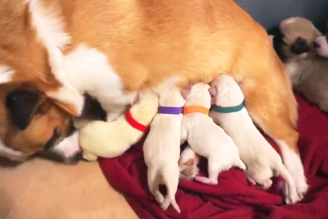 Rescued Corgi Mom ‘Adopts’ Labrador Puppy Litter After Their Mother Dies in Delivery