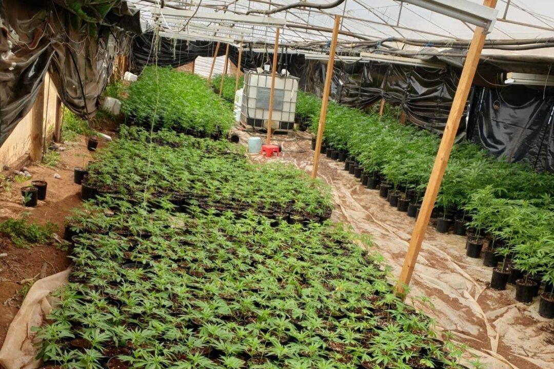 SA Police Bust Large Cannabis Crop of Over 10,000 Plants