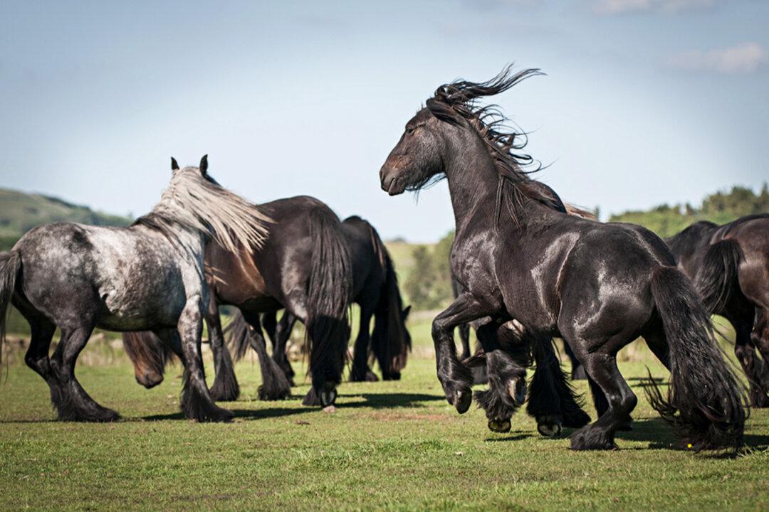 6 Spectacularly Beautiful Black Horse Breeds to Inspire Your Sense of Mystery and Romance