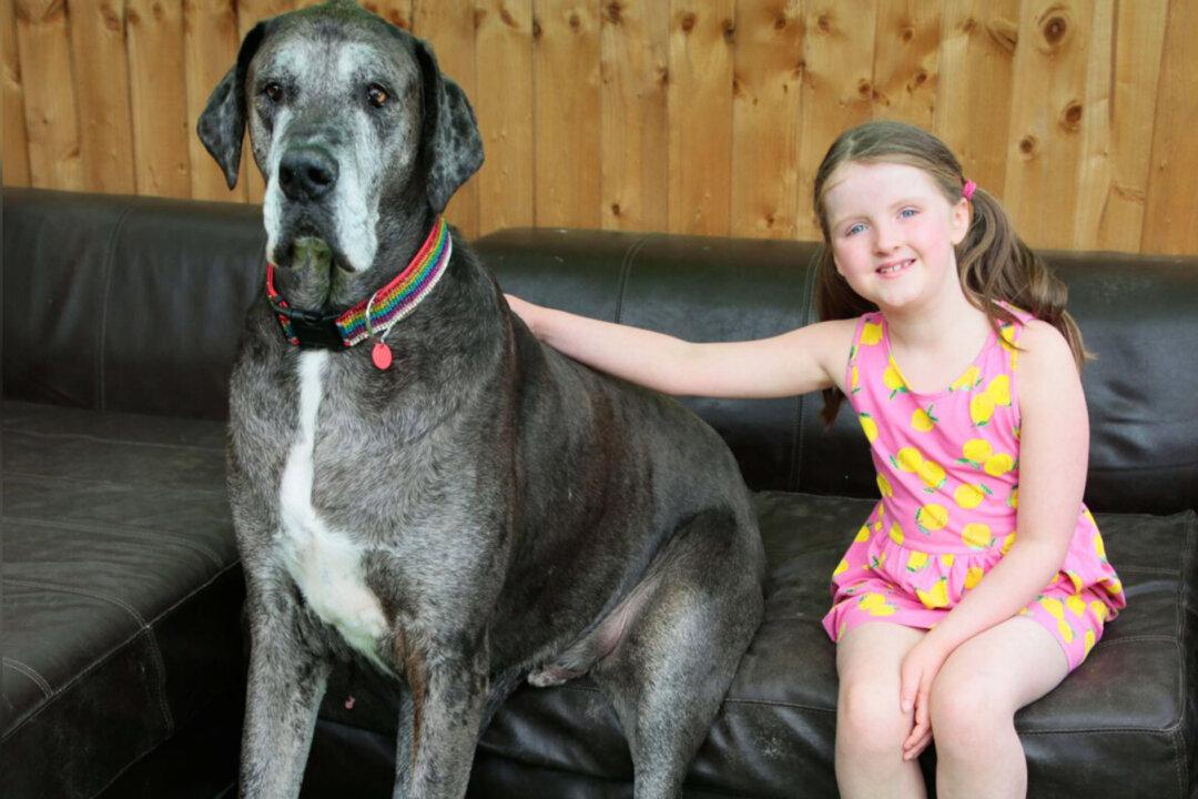 World’s Tallest Dog, Great Dane Freddy, Dies at the Age of 8: ‘Missed by Everyone’